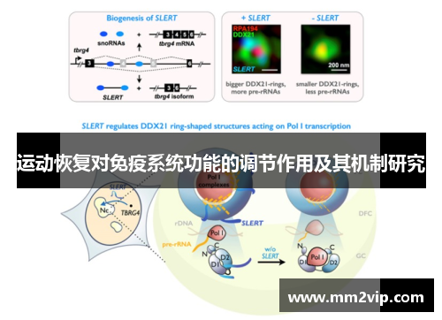 运动恢复对免疫系统功能的调节作用及其机制研究